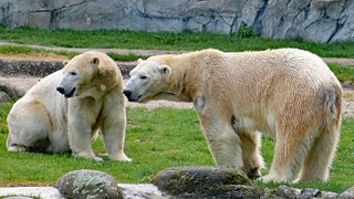 Zwei Eisbären stehen im Gehege des Karlsruher Zoos.