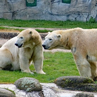 Zwei Eisbären stehen im Gehege des Karlsruher Zoos.
