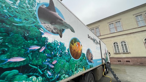 Das Aquarium im Karlsruher Naturkundemuseum hat einen neuen Bewohner. Das Hai-Männchen Amadeus wurde mit einem Spezial-LKW aus einem Museum in Salzburg geliefert. 