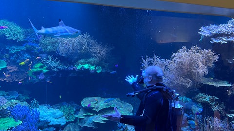 Das Aquarium im Naturkundemuseum Karlsruhe hat einen neuen Bewohner. Das Hai-Männchen Amadeus wurde mit einem Spezial-LKW aus einem Museum in Salzburg geliefert. 
