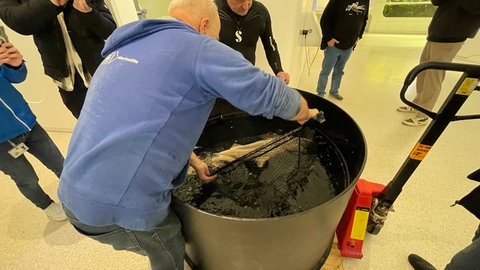 Das Aquarium im Karlsruher Naturkundemuseum hat einen neuen Bewohner. Das Hai-Männchen Amadeus wurde mit einem Spezial-LKW aus einem Museum in Salzburg geliefert. 
