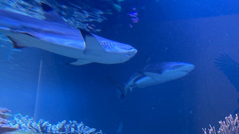 Das Aquarium im Karlsruher Naturkundemuseum hat einen neuen Bewohner. Das Hai-Männchen Amadeus wurde mit einem Spezial-LKW aus einem Museum in Salzburg geliefert. 