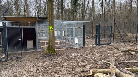 Noch im Rohbau aber demnächst bezugsfertig: das Auswilderungsgehege für Luchse im Karlsruher Oberwald.