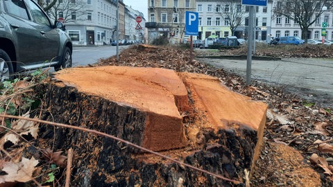 abgesägter Baum in der Meidinger Straße vorm Badischen Staatstheater