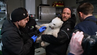 Tierarzt hält kleinen Eisbär auf dem Arm. Es ist die erste Untersuchung für das Eisbär-Baby im Zoo Karlsruhe.
