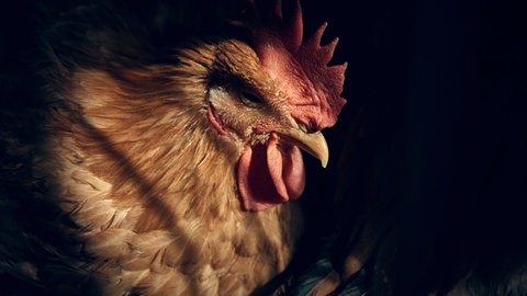 Ein Huhn ruht in einem Käfig | Droht eine Eier-Knappheit rund um Oster?