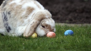 Ein Hase als Osterhase vor bunt gefärbten Ostereiern  | Droht eine Eier-Knappheit rund um Oster?