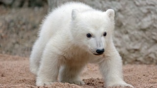 Der kleine Eisbär im Zoo Karlsruhe.
