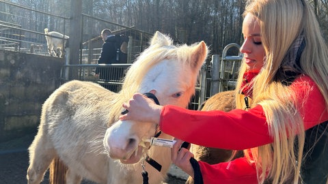 Ein Pony im Tierpark bekommt eine Wurmkur von der Tierparkinhaberin