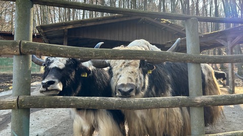 Yaks im Tierpark Bretten drängen sich an den Zaun des Geheges
