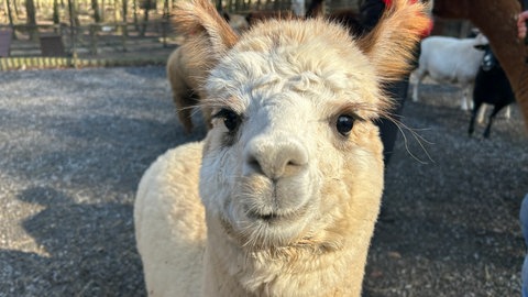 Ein Alpaka im Tierpark Bretten schaut in die Kamera