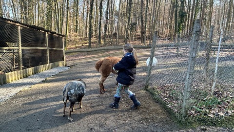 Ein Mädchen spielt mit Tieren im Brettener Tierpark