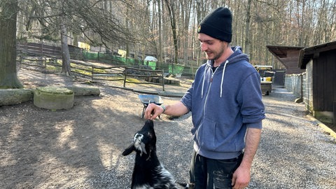 Tierpfleger Louis füttert eine Ziege