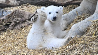 Das Eisbär-Baby im Karlsruher Zoo: Am Dienstag wurde der Name des Jungen bekanntgegeben.