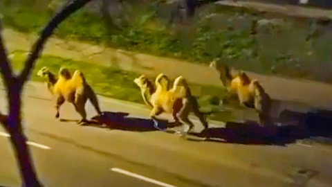 Drei Kamele sind aus einem Zirkus in Rasatt ausgebrochen