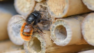 Eine Mauerbiene sitzt an einem Bienenhotel. Mauerbienen gehören zu den Wildbienen.