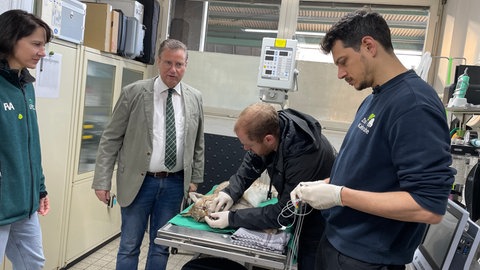 Bei der Untersuchung der jungen Luchse war auch der baden-württembergische Landwirtschaftsminster Peter Hauk (CDU) dabei.