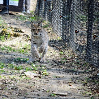 Die Luchse aus dem Karlsruher Zoo sollen in ihrem neuen Gehege auf die Wildnis vorbereitet werden.