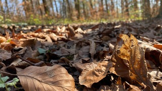 Trockene Blätter auf dem Boden im Wald in Kämpfelbach-Bilfingen im Enzkreis. Wegen der großen Trockenheit herrscht die Gefahr, dass ein Waldbrand ausbrechen könnte.