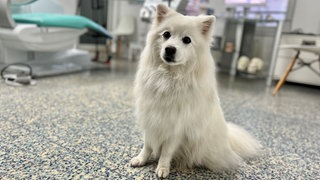 Therapiehund Jara sorgt dafür, dass Patienten vorm Zahnarztbesuch keine Angst mehr haben müssen.