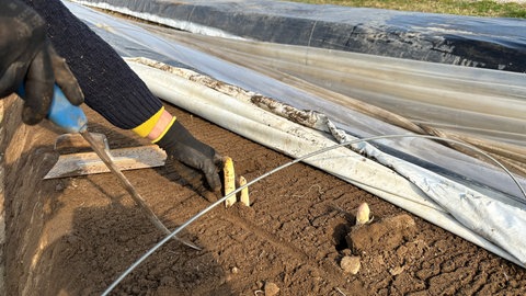 Spargelernte in Iffezheim  Unter Dreifachfolie ist es schon warm genug für den ersten badischen Spargel