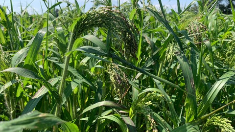 Im Enzkreis setzen immer mehr Landwirte in Zeiten des Klimawandels auf die alte Kulturpflanze Hirse