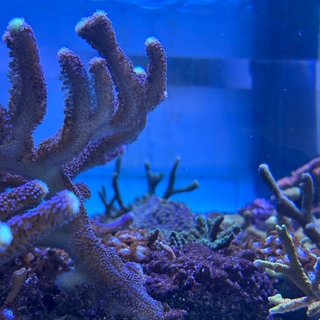 Korallen für die Forschung bei Pforzheim aus dem Naturkundemuseum Karlsruhe