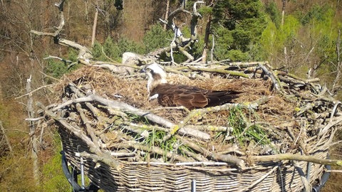 Fischadler brüten bei Rastatt