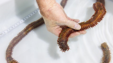 Die Reste des Borstenwurms aus dem Karlsruher Naturkundemuseum. Jahrelang blieb das Tier im großen Meerwasseraquarium unentdeckt.