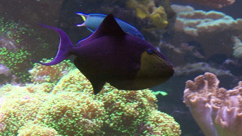Ein Rotzahn-Drückerfisch im Meerwasseraquarium des Karlsruher Naturkundemuseums.