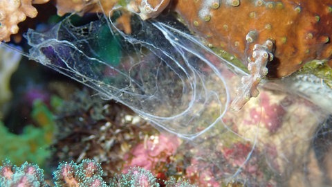 Schleimtrichter eines Borstenwurms im Karlsruher Meerwasseraquarium im Naturkundemuseum.