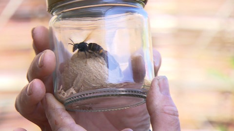 Eine asiatische Hornisse in einem Einmachglas. Es wird in Deutschland schwieriger gegen die invasive Art vorzugehen, weil die Bekämpfunsgpflicht entfällt.