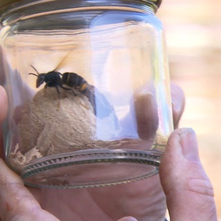 Eine asiatische Hornisse in einem Einmachglas. Es wird in Deutschland schwieriger gegen die invasive Art vorzugehen, weil die Bekämpfunsgpflicht entfällt.