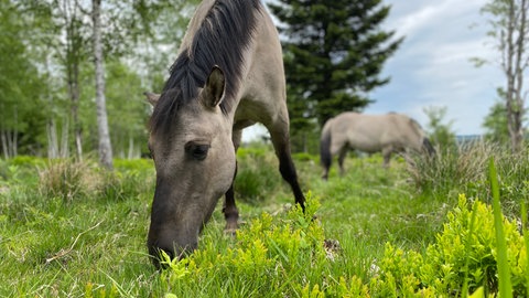Wildpferde pflegen Bergweiden im Schwarzwald