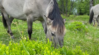 Wildpferde pflegen Bergweiden im Schwarzwald