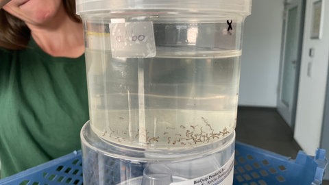 Eine Mitarbeiterin der KABS hält ein Gefäß mit Larven der Asiatischen Tigermücke in der Hand, die im Wasser schwimmen.