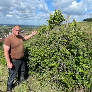Weinberge in Baden-Baden verwildern. Winzer Volker Maier zeigt ein verwildertes Rebstück in Neuweier 