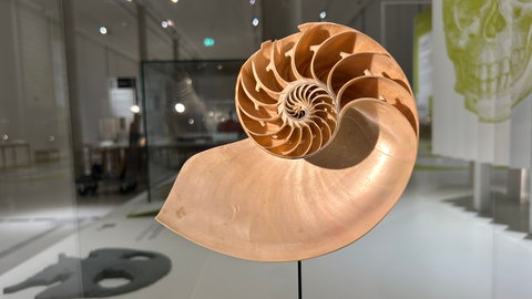 Spiralförmiges Gehäuse eines Perlboots