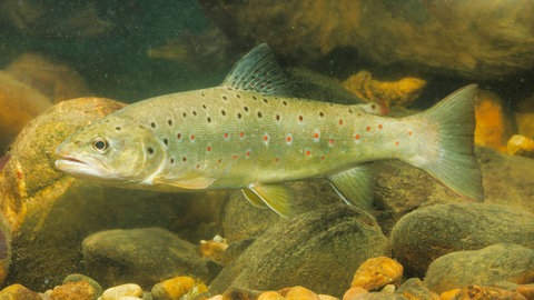 (Symbolbild): Eine Bachforelle - im Michelbach (Kreis Rastatt) bei Gaggenau wurden 150 tote Fische gefunden.