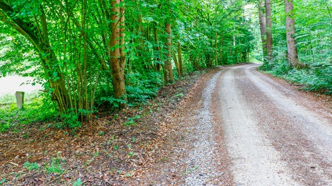 Am Rand dieses Waldstücks bei Keltern im Enzkreis wurde die Leiche des Mannes entdeckt