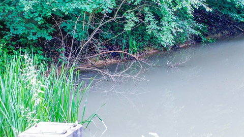 In diesem Teich bei Keltern wurde die Leiche des Mannes aus Baden-Baden entdeckt.