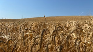 Die Braugerste ist reif im Kraichgau. Jetzt beginnt die Getreideernte
