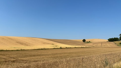 Ein Getreidefeld im Kraichgau