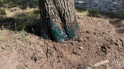Ein mit Leim beschmierter Baum.