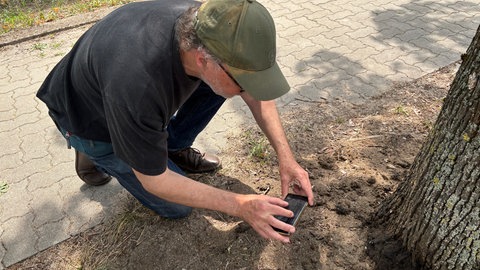 Insektenexperte Manfred Verhaagh beobachtet Ameisen in Karlsruhe-Knielingen