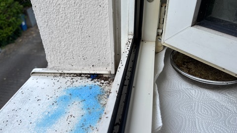 Auf den Fenstersimsen der Anwohner in Karlsruhe-Knielingen wimmelt es von Ameisen.
