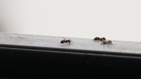 Eine Ameise (Lasius negelectus) auf einem Fensterbrett in Knielingen. Diese Art ist in dem Stadtteil von Karlsruhe zur Plage geworden.