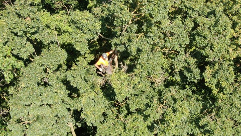 Ein Baumkletterer hoch oben in einer Baumkrone. Nur zu erkennen an seiner orangenen Schutzkleidung, sonst sind nur viele grüne Blätter zu sehen.