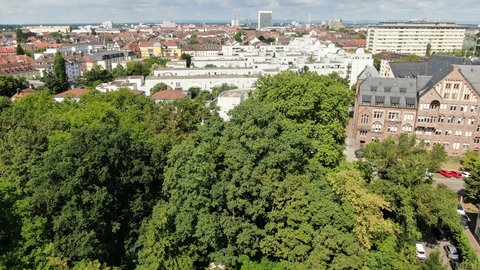 Eine Drohnenaufnahme: Im Vordergrund stehen mehrere Bäume, im Hintergrund liegt die Innenstadt von Karlsruhe.