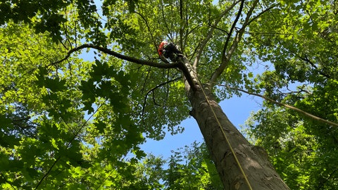 Ein Baumstamm an dem ein Seil entlangt führt. Am Ende des Seils hängt etwa fünf Meter über dem Boden ein Baumkletterer.
